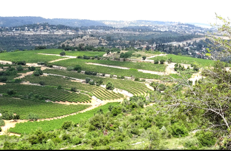 טובי-ירושלים---בית-אבות-בשורש--שושנים-ייעוץ-והכוונה-לגיל-הזהב